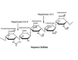 Heparinase I from Flavobacterium heparinumLyophilized powder stabilized with approx. 25% bovine serum albumin, >=200 units/mg protein (enzyme + BSA) 250UN