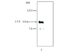 Anti-Histone Deacetylase 7 (HDAC7) (KG-17) antibody produced in rabbitaffinity isolated antibody, buffered aqueous solution