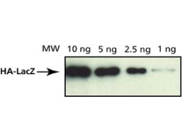 Monoclonal Anti-HA antibody produced in mouseclone HA-7, purified from hybridoma cell culture 200UL