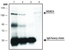 Anti-Histone Deacetylase 4 (HDAC4) (ML-19) antibody produced in rabbitaffinity isolated antibody, buffered aqueous solution
