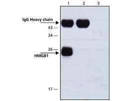 Anti-HMGB1 (HMG1) (C-terminal) antibody produced in rabbitaffinity isolated antibody, buffered aqueous solution