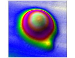IgG from bovine serumreagent grade, >=95% (SDS-PAGE), essentially salt-free, lyophilized powder 100MG