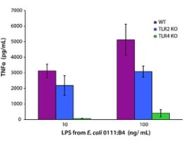 Lipopolysaccharides from Escherichia coli 0111:B4purified by ion-exchange chromatography, TLR ligand tested 10MG