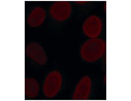 Anti-Lamin A-Atto 647N antibody produced in rabbit1.5-3 mg/mL, affinity isolated antibody, buffered aqueous solution