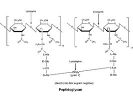 Lysozyme from chicken egg whitelyophilized powder, protein >=90 %, >=40,000 units/mg protein 10G
