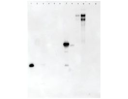 Lectin from Arachis hypogaea (peanut)peroxidase conjugate, lyophilized powder 250UG