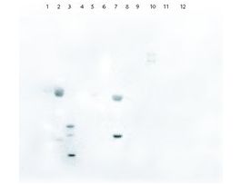 Lectin from Ulex europaeus (gorse, furze)peroxidase conjugate, lyophilized powder