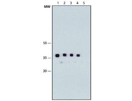 Monoclonal Anti-Maltose Binding Protein antibody produced in mouseclone MBP-17, purified immunoglobulin, buffered aqueous solution