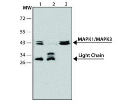 Monoclonal Anti-MAP Kinase, Non-Phosphorylated ERK antibody produced in mouse~2 mg/mL, clone ERK-NP2, purified immunoglobulin, buffered aqueous solution