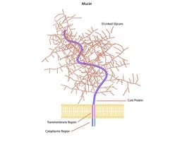 Mucin from bovine submaxillary glandsType I-S 500MG