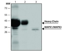 Anti-MAP Kinase (ERK-1, ERK-2) antibody produced in rabbitwhole antiserum