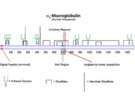 alpha2-Macroglobulin from human plasmaBioUltra, >=98% (SDS-PAGE) 10MG