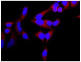 Anti-Mitofusin-2 (N-Terminal) antibody produced in rabbitaffinity isolated antibody, buffered aqueous solution