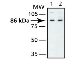 Anti-Mitofusin 2 antibody produced in rabbit~1 mg/mL, affinity isolated antibody, buffered aqueous solution