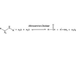 Monoamine Oxidase B humanrecombinant, expressed in baculovirus infected BTI insect cells 1VL