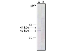 Monoclonal Anti-MAP Kinase, Activated (Diphosphorylated ERK-1&2) antibody produced in mouseclone MAPK-YT, ascites fluid .2ML