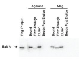 Anti-FLAG(R) M2 Magnetic Beadsaffinity isolated antibody 5ML