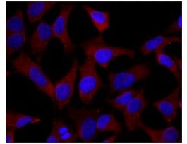 Monoclonal Anti-MRP1 antibody produced in mouse~2 mg/mL, clone QCRL-1, purified immunoglobulin, buffered aqueous solution