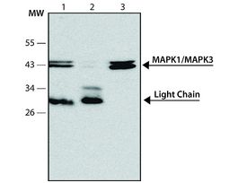 Monoclonal Anti-MAP Kinase, Activated (Diphosphorylated ERK-1&2) antibody produced in mouse1.5-2 mg/mL, clone MAPK-YT, purified immunoglobulin, buffered aqueous solution 100UL