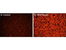 Fluorometric Intracellular Ros Kitsufficient for 200 fluorometrictests (orange)