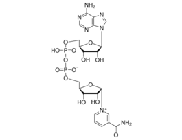 beta-Nicotinamide adenine dinucleotide sodium salt 25G