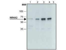 Anti-NR4A2 (N-terminal) antibody produced in rabbit~1.5 mg/mL, affinity isolated antibody, buffered aqueous solution