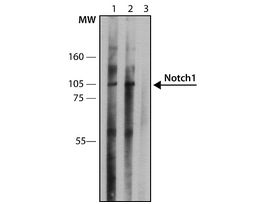 Monoclonal Anti-Notch1 antibody produced in mouseclone mN1A, purified immunoglobulin, buffered aqueous solution