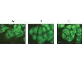 Anti-O-GlcNAc Transferase (TI-14) antibody produced in rabbitIgG fraction of antiserum, buffered aqueous solution