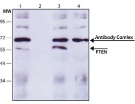 Monoclonal Anti-PTEN antibody produced in mouse~1 mg/mL, purified immunoglobulin, clone PTN-18, buffered aqueous solution