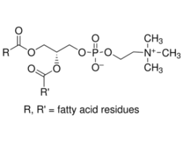 L-alpha-Phosphatidylcholinefrom egg yolk, Type XVI-E, >=99% (TLC), lyophilized powder 1G