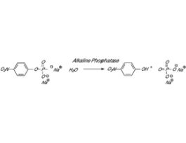 Phosphatase, Alkaline from bovine intestinal mucosa>=2,000 DEA units/mg protein 2KU