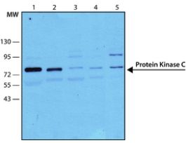 Monoclonal Anti-Protein Kinase C (PKC) antibody produced in mouseclone MC5, ascites fluid .2ML