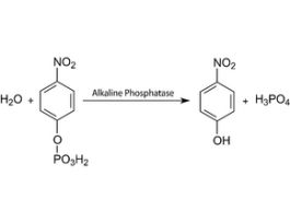Phosphatase substrate40 mg tablets
