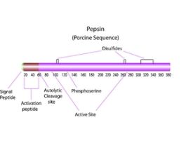 Pepsin from porcine gastric mucosalyophilized powder, 3,200-4,500 units/mg protein 10G