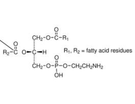 3-sn-Phosphatidylethanolamine from bovine brainType I, >=98% (TLC), lyophilized powder 100MG