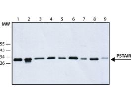 Monoclonal Anti-PSTAIR antibody produced in mouseclone PSTAIR, ascites fluid .2ML