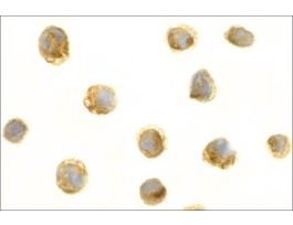 Anti-BAFF antibody produced in rabbitaffinity isolated antibody, buffered aqueous solution