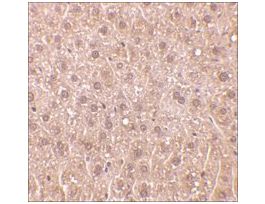 Anti-DEDAF antibody produced in rabbitaffinity isolated antibody, buffered aqueous solution