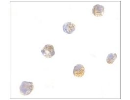 Anti-ASC antibody produced in rabbitaffinity isolated antibody, buffered aqueous solution