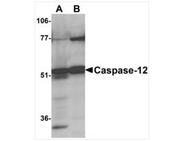 Anti-CASPASE-12 (ab1) antibody produced in rabbitaffinity isolated antibody, buffered aqueous solution
