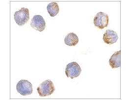 Anti-MTBP antibody produced in rabbitaffinity isolated antibody, buffered aqueous solution