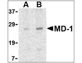 Anti-MD-1 (ab2) antibody produced in rabbitaffinity isolated antibody, buffered aqueous solution