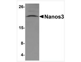 Anti-Nanos3 antibody produced in rabbitaffinity isolated antibody, buffered aqueous solution