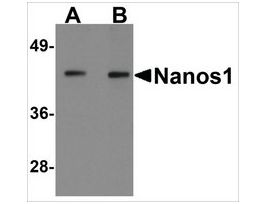 Anti-Nanos1 (ab2) antibody produced in rabbitaffinity isolated antibody, buffered aqueous solution