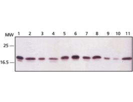 Anti-Ribosomal Protein L26 (N-terminal) antibody produced in rabbit~1 mg/mL, affinity isolated antibody, buffered aqueous solution
