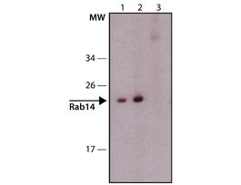 Anti-Rab14 (C-terminal) antibody produced in rabbit~1.0 mg/mL, affinity isolated antibody, buffered aqueous solution