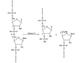 Ribonuclease T1 from Aspergillus oryzaeammonium sulfate suspension, 300,000-600,000 units/mg protein 500KU