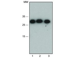 Monoclonal Anti-RPA/p34 antibody produced in mouse~2 mg/mL, clone 9H8, purified immunoglobulin, buffered aqueous solution