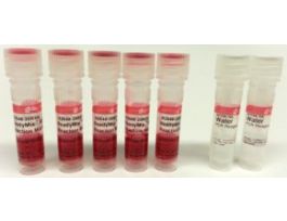 REDTaq(R) ReadyMix(TM) PCR Reaction MixComplete PCR reagent with standard Taq DNA Polymerase and inert dye 20RXN