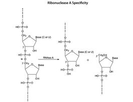 Ribonuclease A from bovine pancreasType X-A, >=90% (SDS-PAGE), >=80 Kunitz units/mg protein 1G